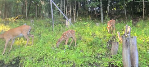 Fawns chasing after mama