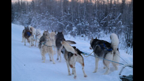Husky Dog Sledding with Transportation and Photo Service in Fairbanks, Alaska