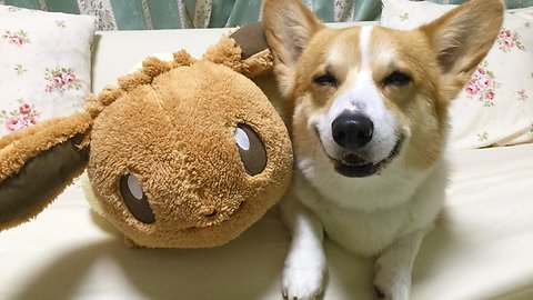 Corgi Lovingly Befriends Pokemon Stuffed Animal