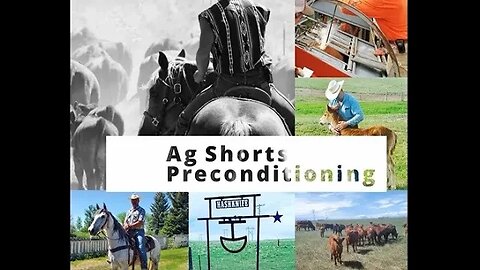 Preconditioning Calves - Ag Shorts