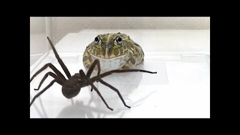 WARNING LIVE FEEDING!! African bullfrog vs. Huntsman spider
