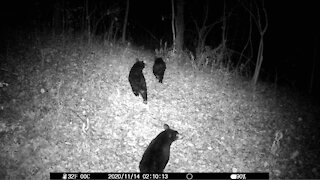 Black Bear Cubs