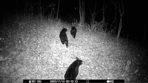 Black Bear Cubs