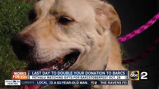 BARCS' largest fundraising event happening this weekend