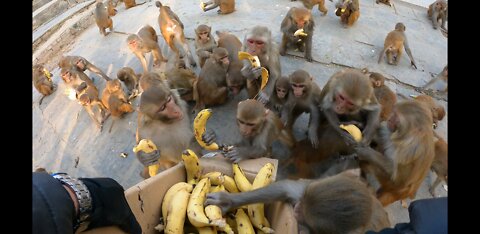 feeding a group of monkeys two crates of bananas | feeding banana to wild monkey | monkey eat banana