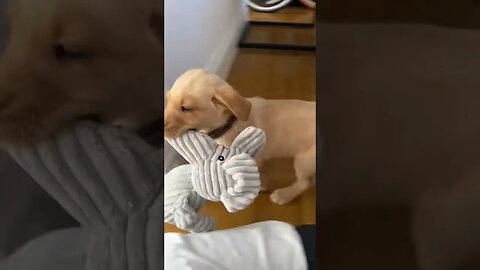 Dog playing with toy #pet #funnyvideo