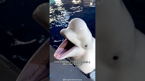 Beluga Whale 🐋 Squishy-Heads Of The Ocean!