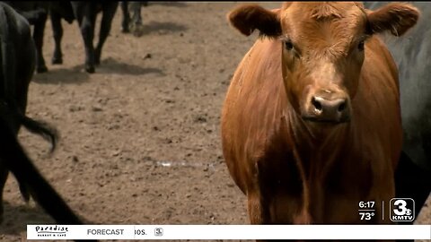 USDA: Nebraska livestock loss due to heat in the hundreds, but could climb