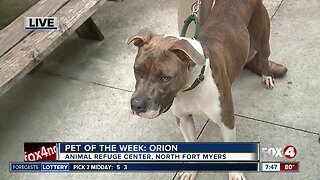 Pet of the week: Orion