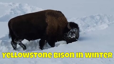 Yellowstone Bison in Winter