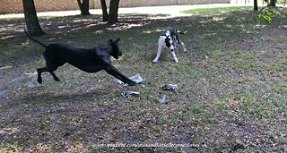 Great Danes Have Fun Deciding Who Gets To Carry The Paper