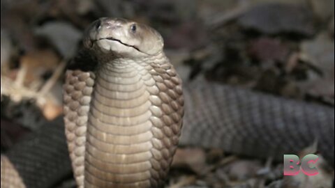 Man’s suicide by snake after making his deadly cobra bite him