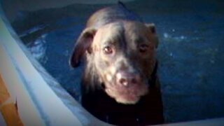 Six-figure settlement for family whose dog was killed by North Las Vegas Police