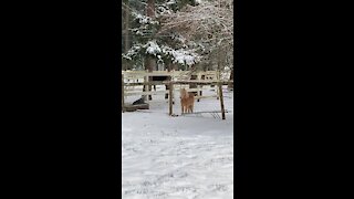 Snowfall in Washington state...