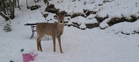 Deer gets frightened when he sees me.