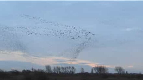 Clash between hundreds of geese and thousands of starlings