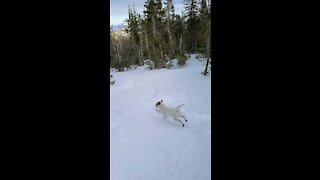 Ares leads dad in backcountry skiing up and down
