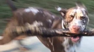 Dog is obsessed with massive sticks