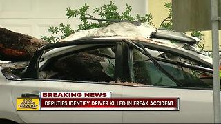 Driver dead after tree crushes car in Tampa