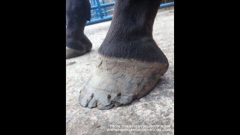 Long Hooves treated by blacksmith