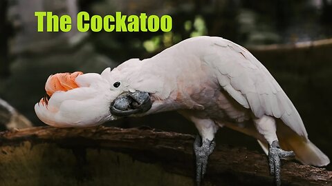 Talking Bird | Australian Cockatoo #australia #wildlife #birds