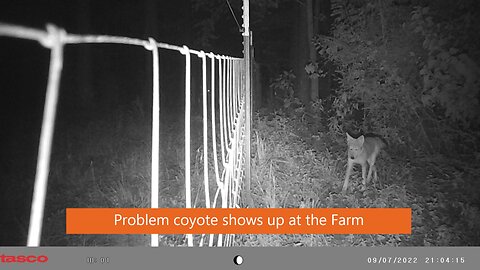 Problem coyote at the farm