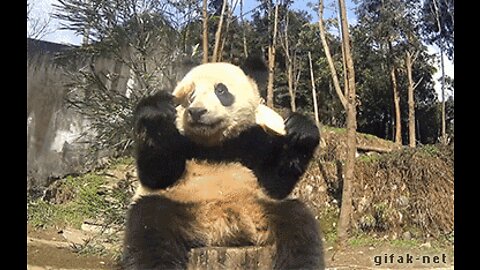 panda fails from a tree 🌴 very funny video