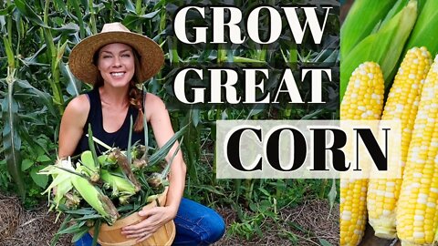 9 Tips for Growing Corn at Home 🌽🌽🌽