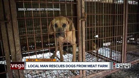 Las Vegas man shuts down dog meat farms in South Korea with Humane Society International