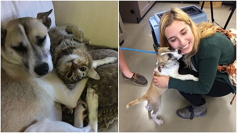 lady adopted the saddest dog in the shelter she figured out a solution for the dog anxiety