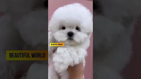 Such a Beautiful Mini Bichonfrise Puppy 🤩🐶#shorts #puppy