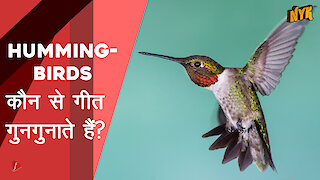 Hummingbirds के बारे मे आपको क्या जानना चाहिए