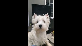 Westie action