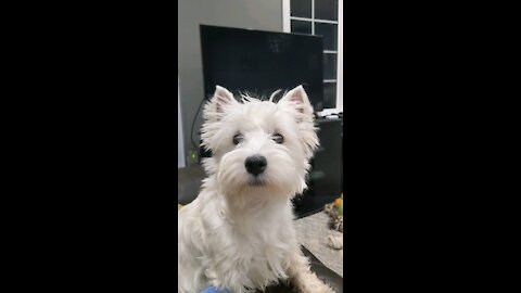 Westie action