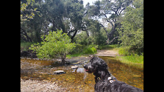 Carson's Crossing in Los Penasquitos Canyon Preserve