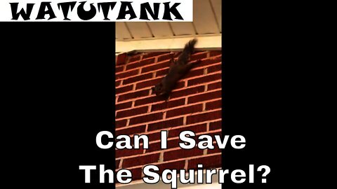 Can I Save This Squirrel?