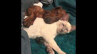 Cute dog and cat preciously cuddle together