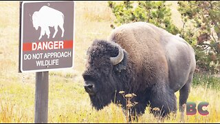 Idaho Falls man kicks Yellowstone bison and goes to jail, say park officials