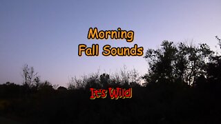 Morning Fall Sounds