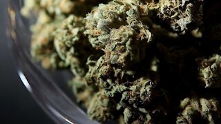 Warren City Council votes against allowing 28 marijuana licenses