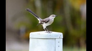 Angry bird attacks pedestrians as it defends nest