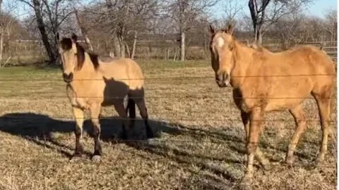 Horse Wanting Food - Me Scaring Buddy Again!