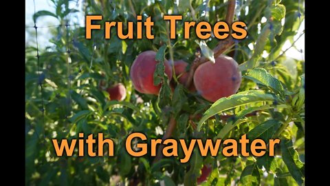 Growing fruit trees with graywater... in the desert!