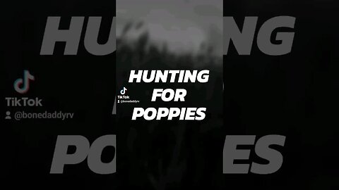Hunting for Poppies