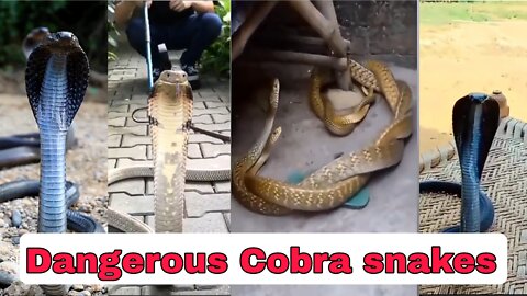 dangerous cobra snakes