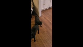 Pug Chasing Tail