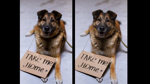 Dog For Adoption Take Him Home