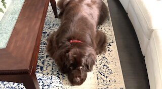 Adorable Newfoundland resists temptation to sneak a treat