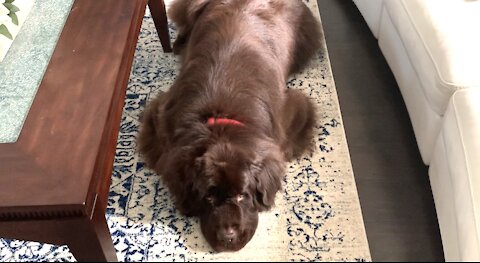 Adorable Newfoundland resists temptation to sneak a treat