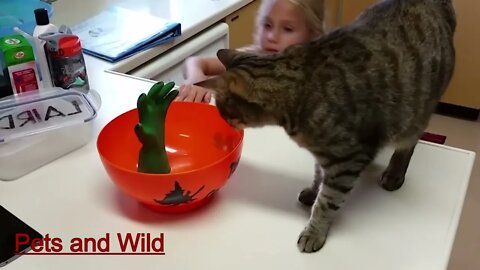 Watch These Adorable Feline Friends Play and Cutest Cat Moments #Petsandwild #funnycats